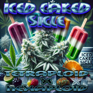 ICED CAKED SICLE - PENTAPLOID - 10 CANNABIS SEEDS