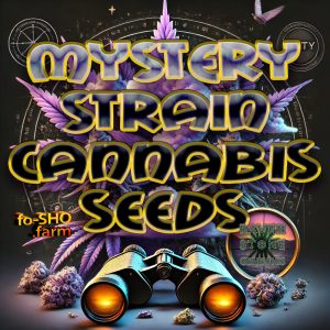 10 MYSTERY STRAIN CANNABIS SEEDS