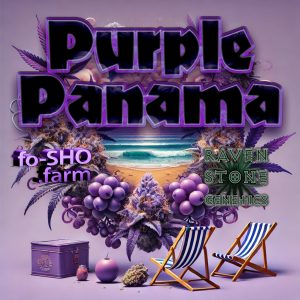 PURPLE PANAMA - 10 CANNABIS SEEDS