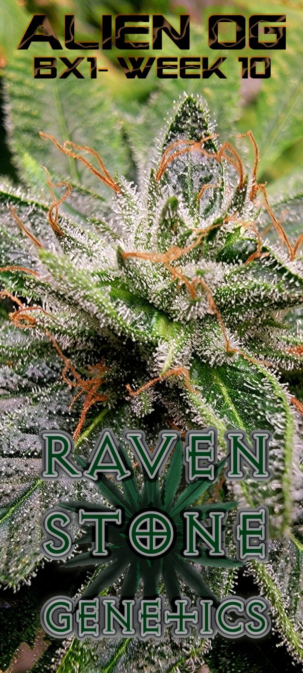 Alien OG Cannabis Strain