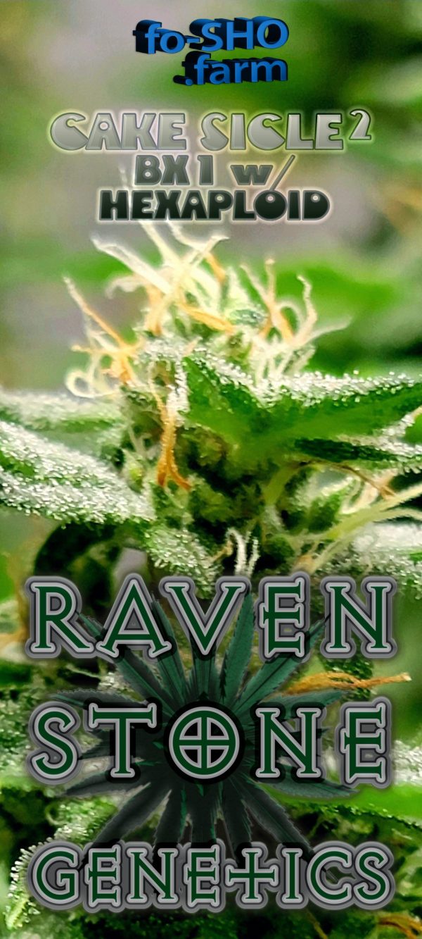 Cake Sicle2 - Cannabis Strain