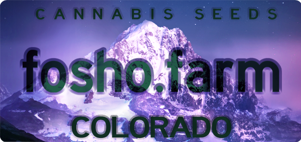 JARS OF CANNABIS SEEDS - Image 3