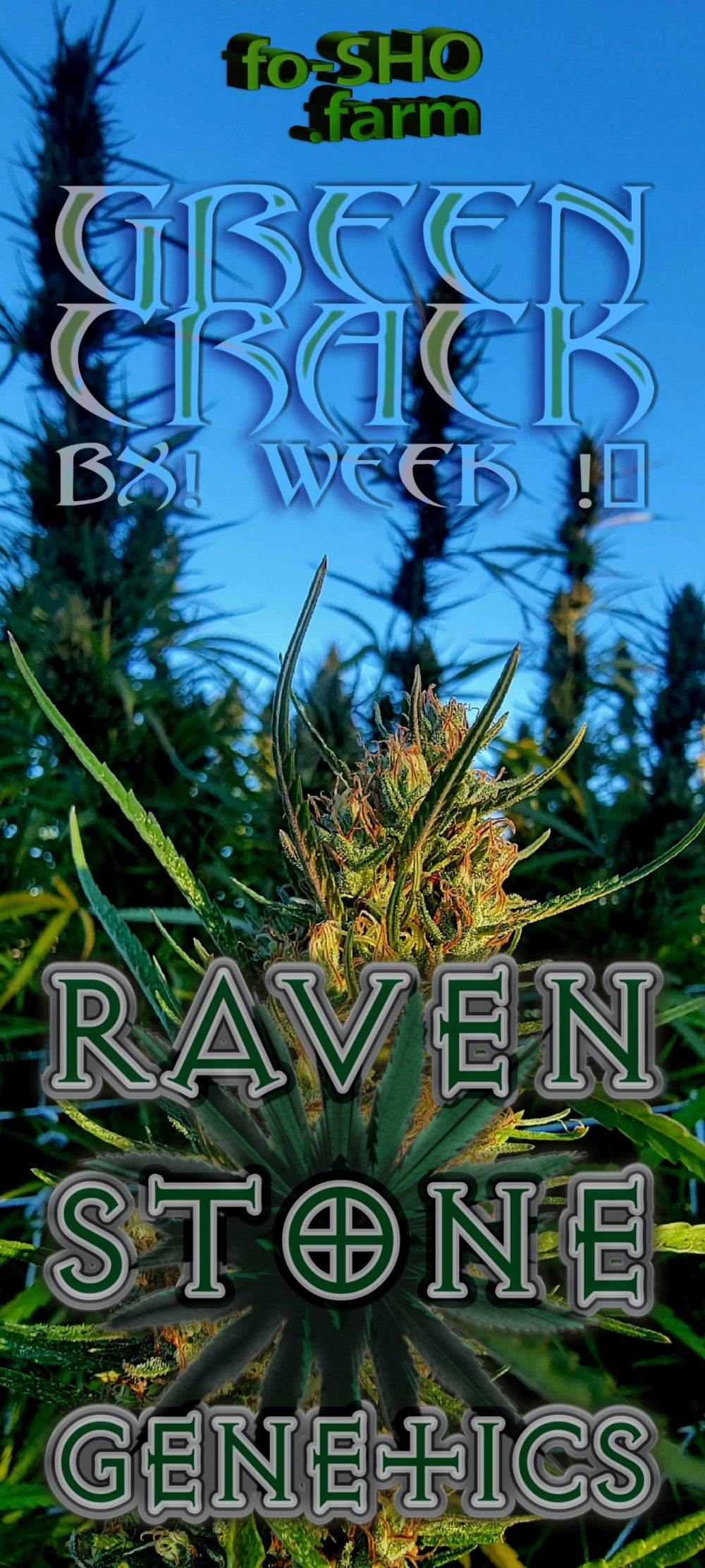 Green Crack - Cannabis Strain Flower
