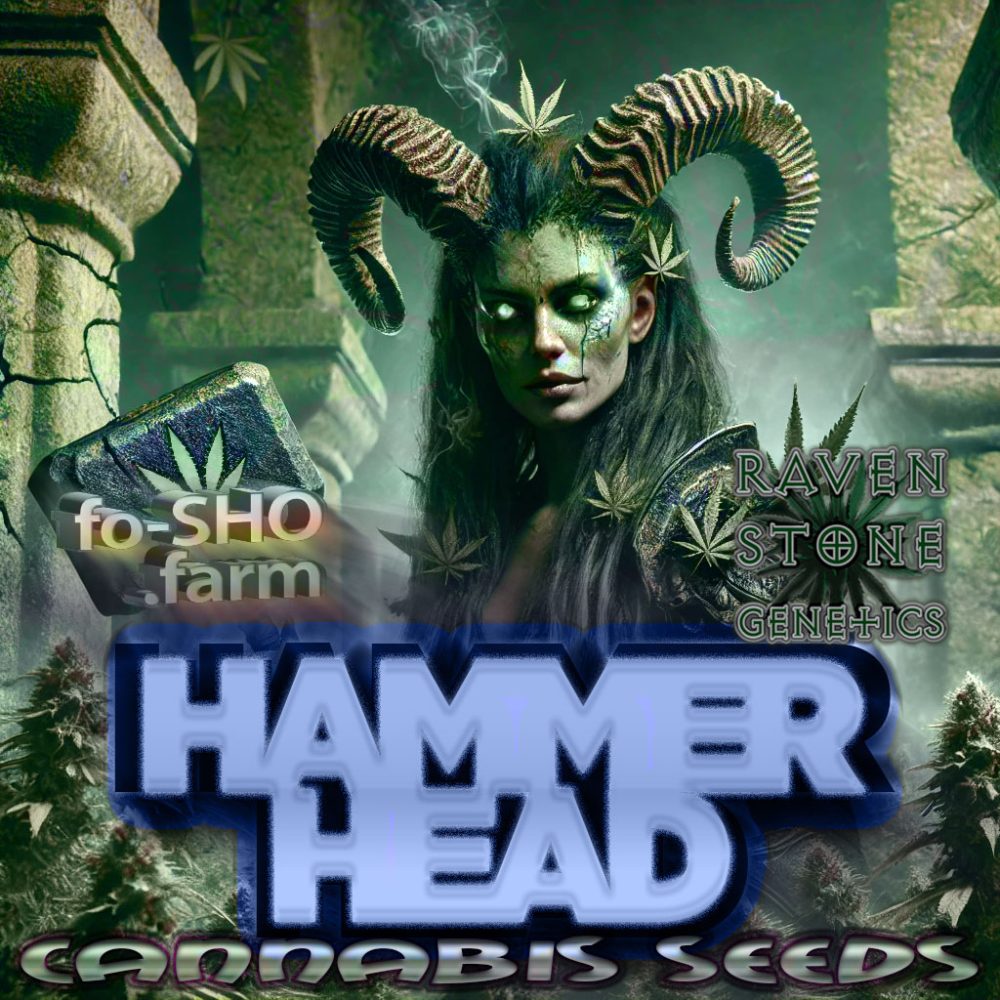 HAMMERHEAD Cannabis Strain ART- RAVEN STONE GENETICS
