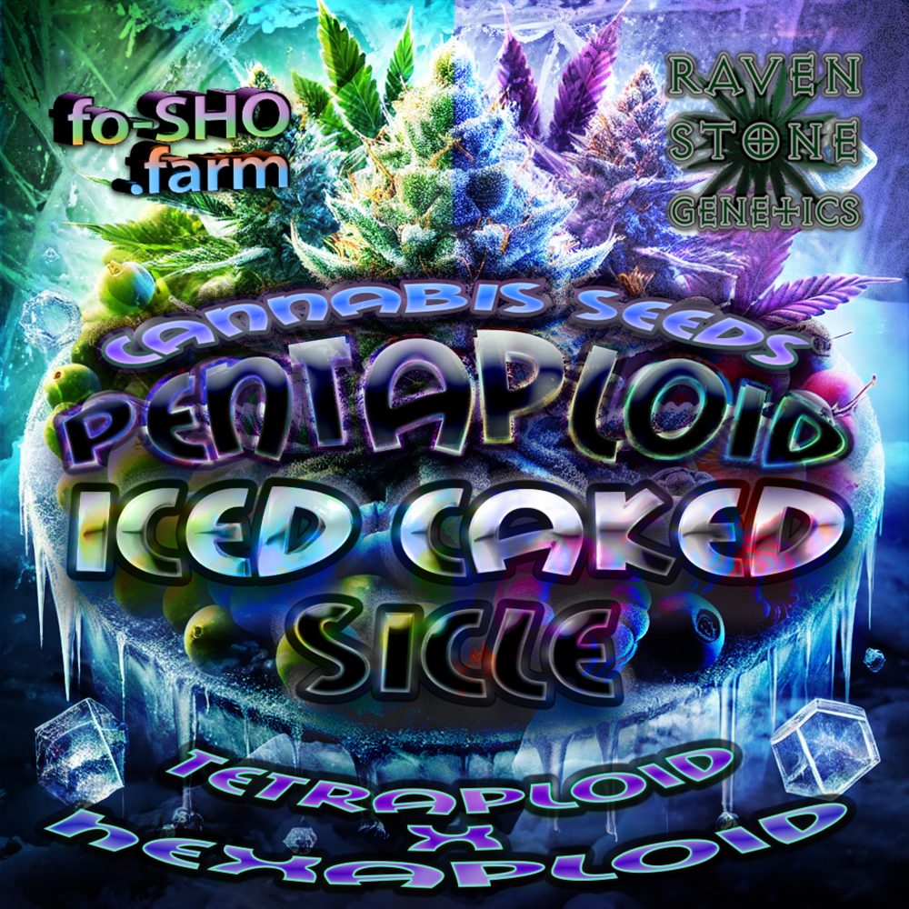 Pentapolid Cannabis Seeds - Iced Caked Sicle