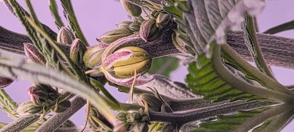 Neapolitan Swirl Cannabis Strain - Male