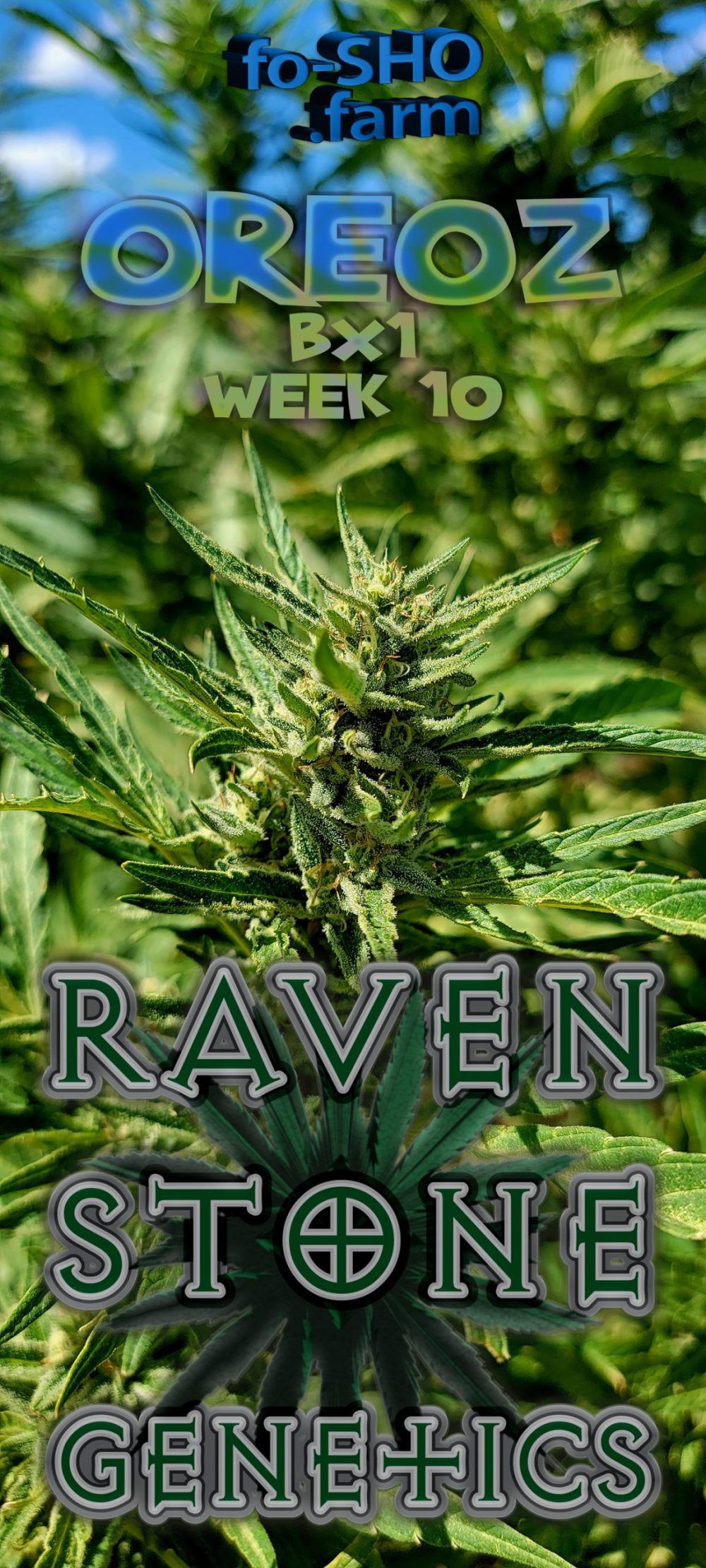 Tetraploid Cannabis Plant - Oreoz