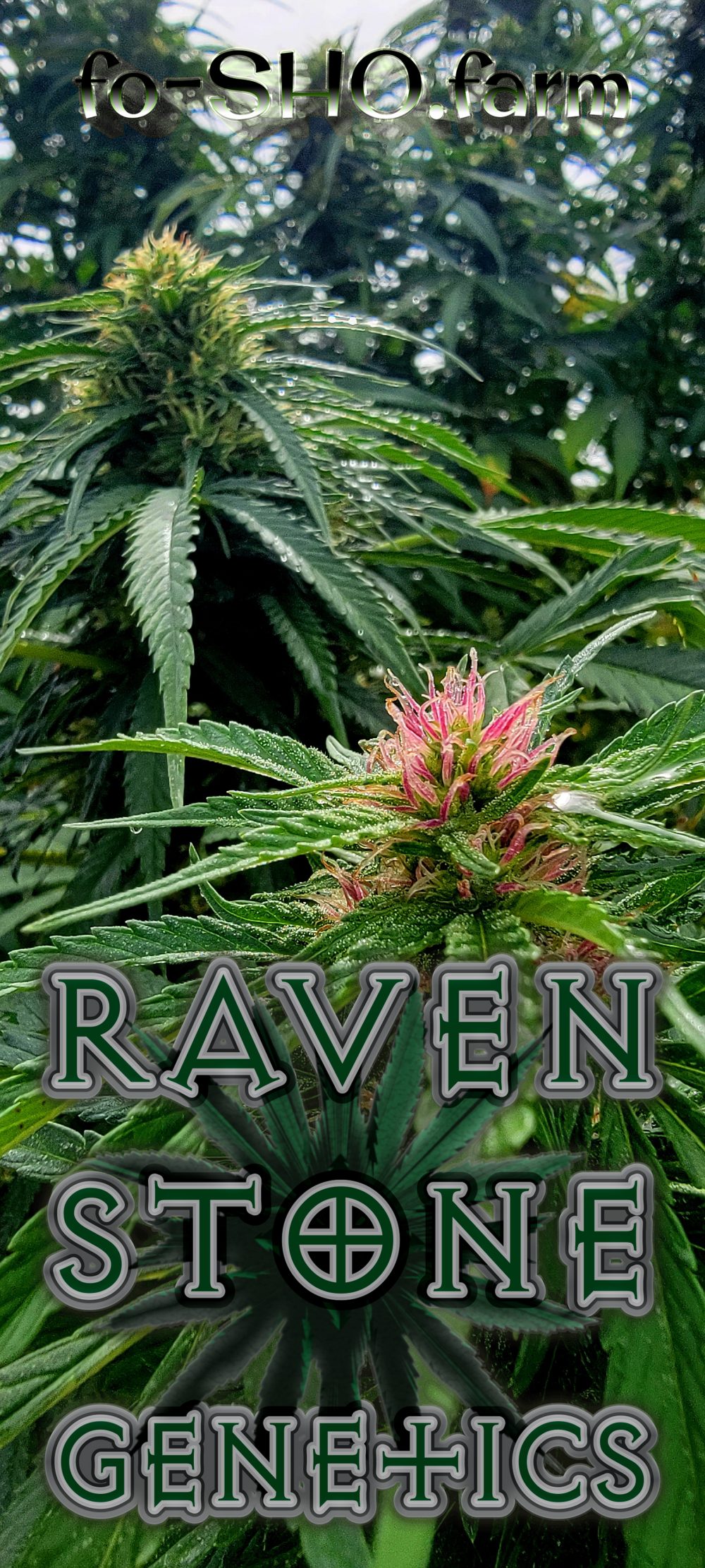 Colorado Cannabis Seed Bank - RAVEN'S PICK - Image 5