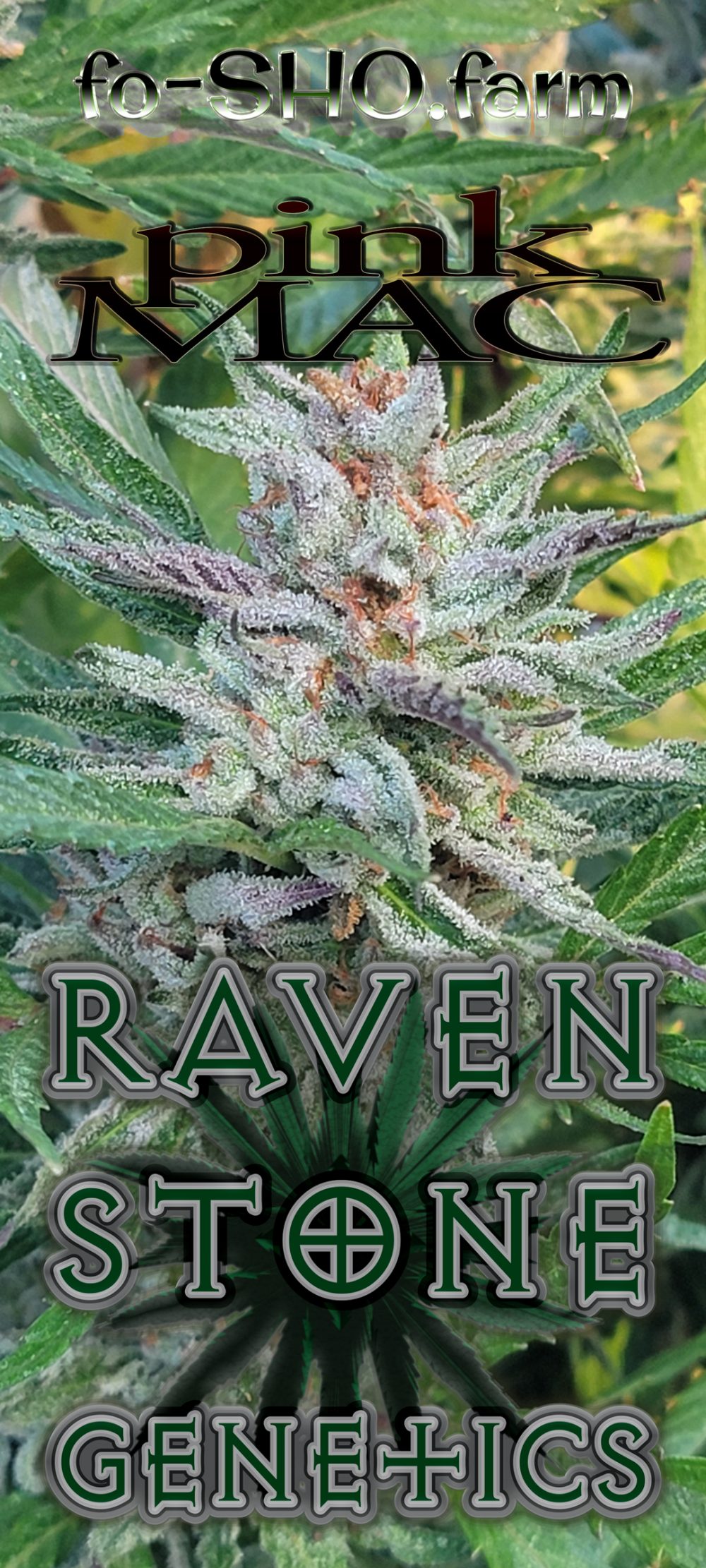 Pink Mac Cannabis Strain - RAVEN STONE GENETICS