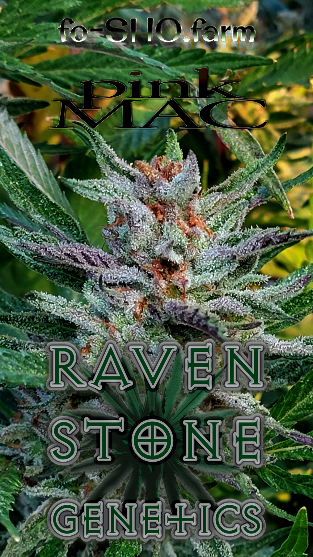 Pink MAC Cannabis Seeds - Image 3