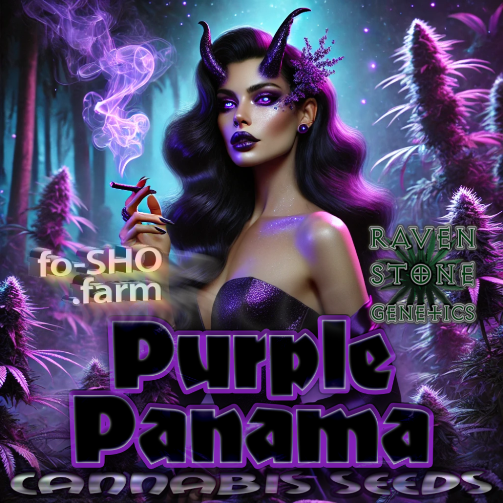 Purple Panama - Cannabis Seed Art