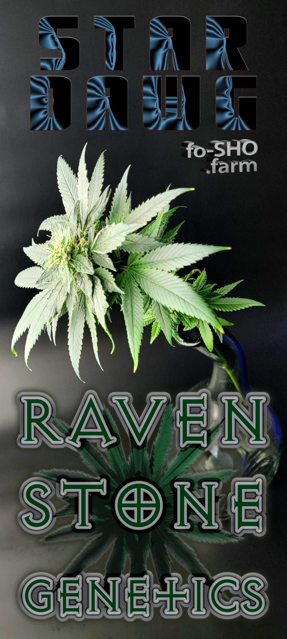 Stardawg Cannabis Strain Flower