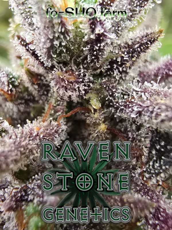 Stoney Girl Cannabis Strain - RAVEN STONE GENETICS