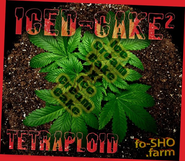 Tetraploid Cannabis Plant - Iced-Cake2