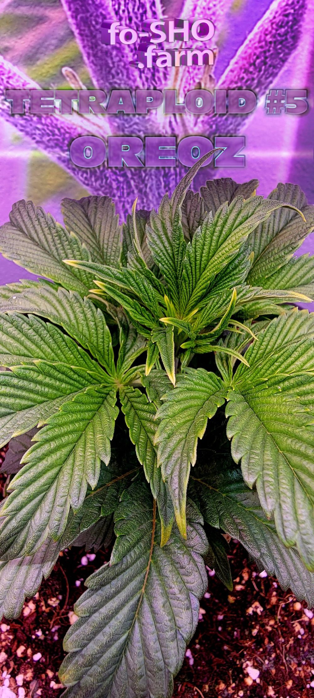 Tetraploid Cannabis Plant - Oreoz