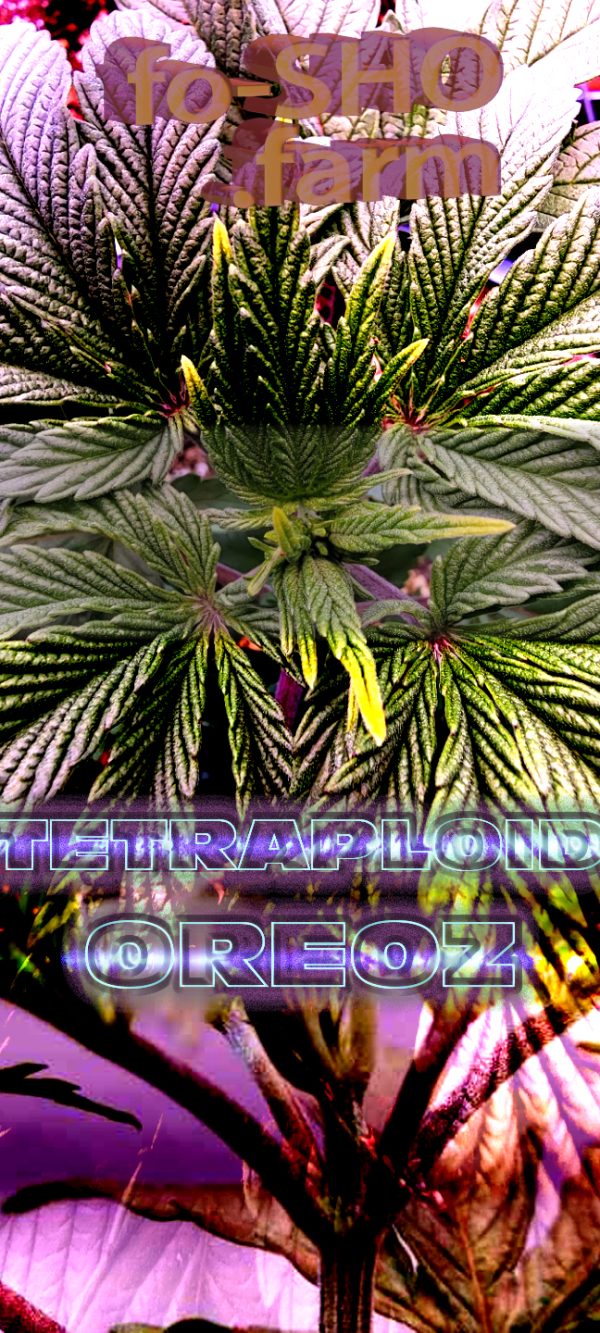 Tetraploid Cannabis Plant - Oreoz