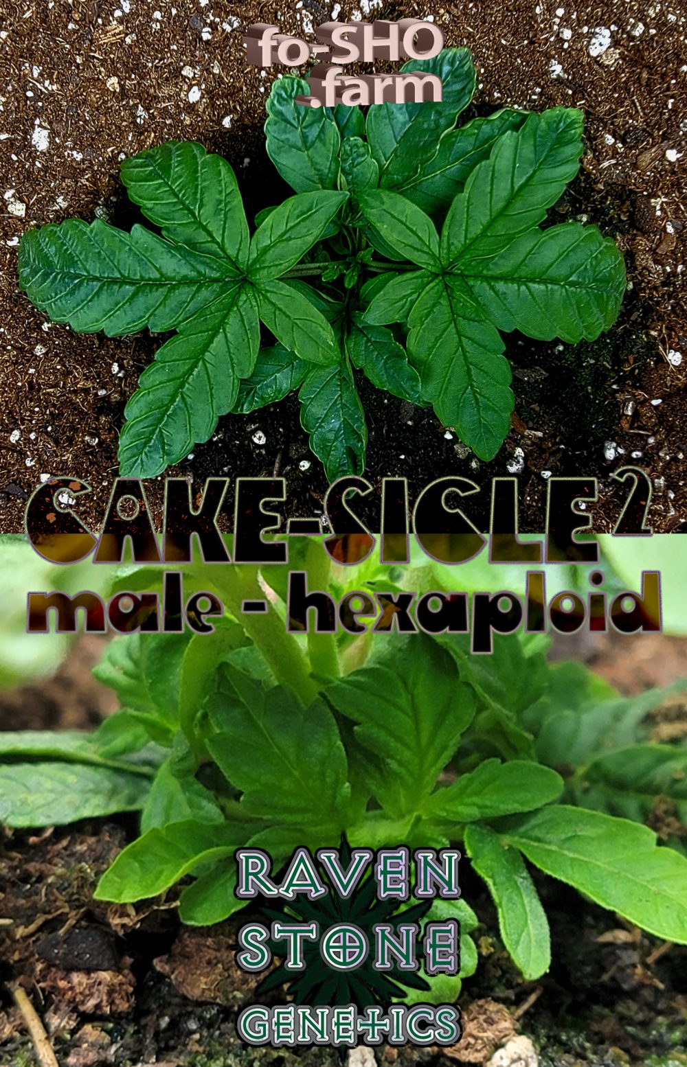 Hexaploid Cannabis Plant