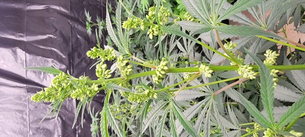 Hexaploid Cannabis Plant - Pollen - Male