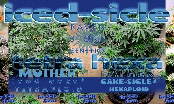 Tetraploid Cannabis Plant - Hexaploid Cannabis Plant