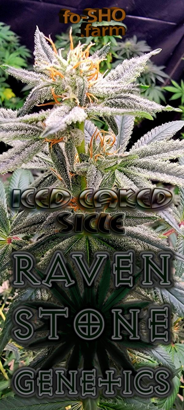 Tetraploid Cannabis Plant - Iced-Caked Sicle