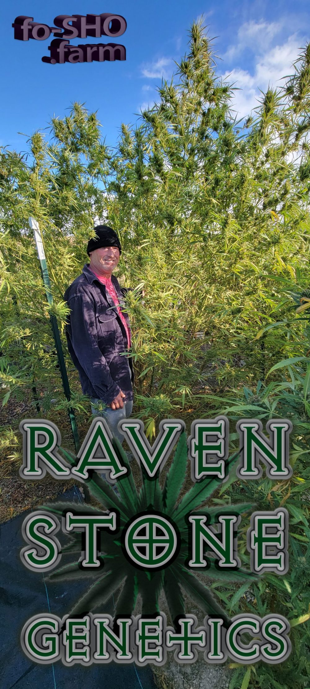 Sativa Cannabis Strain - 10'5" tall