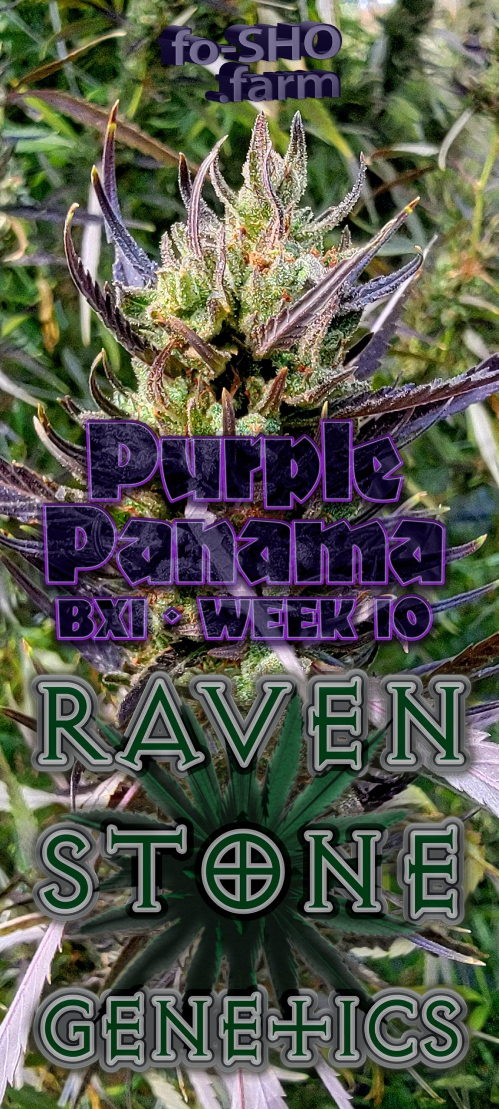 Purple Panama Cannabis Strain