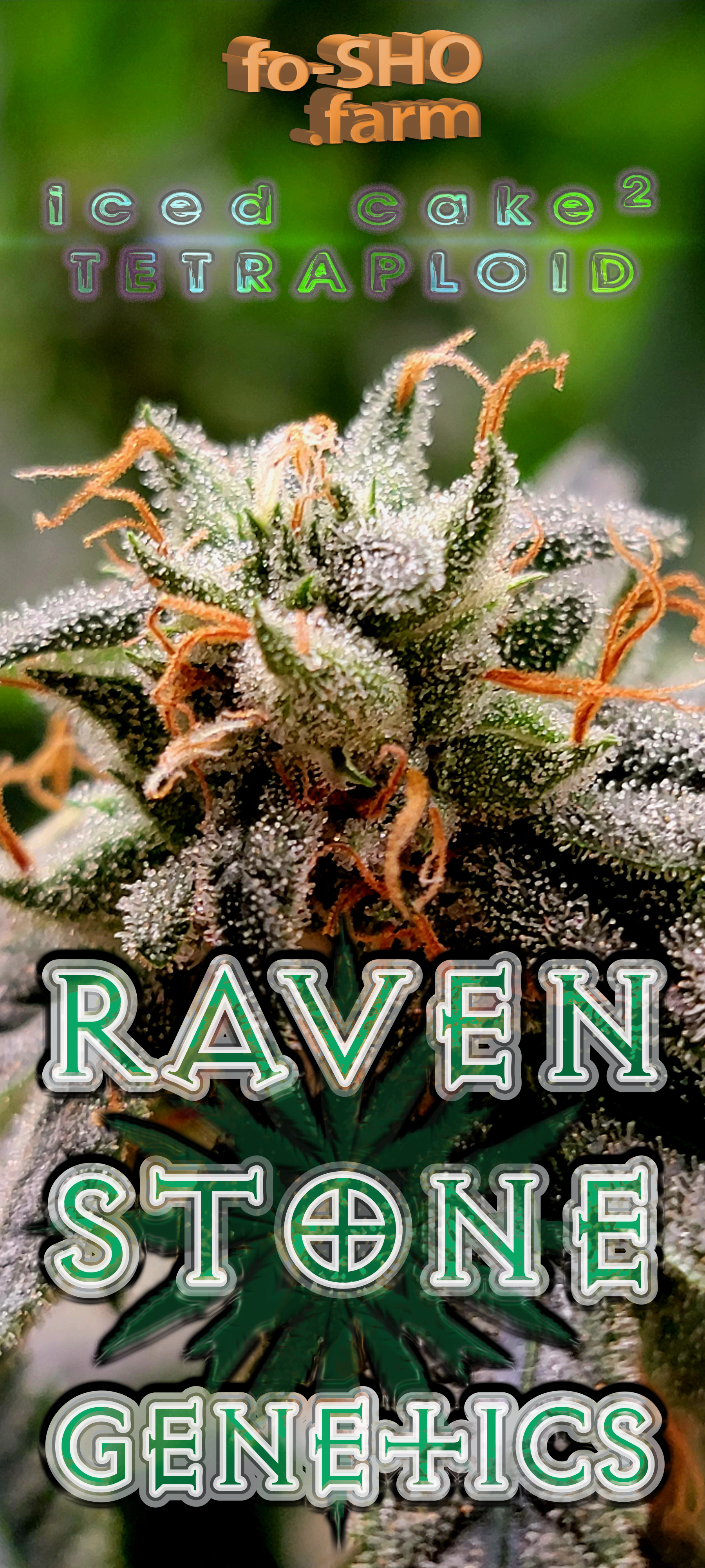 Indica Hybrid Cannabis Seeds