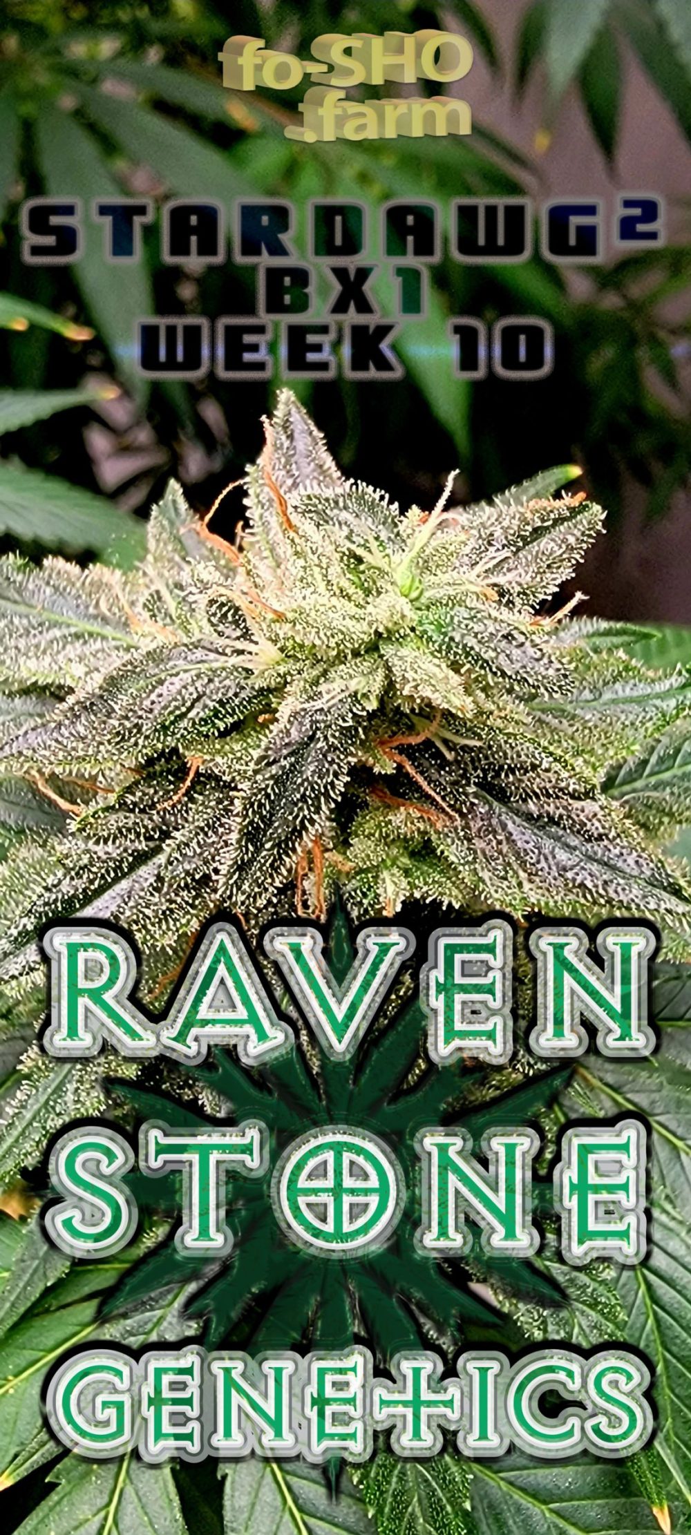 Stardawg Cannabis Strain Flower
