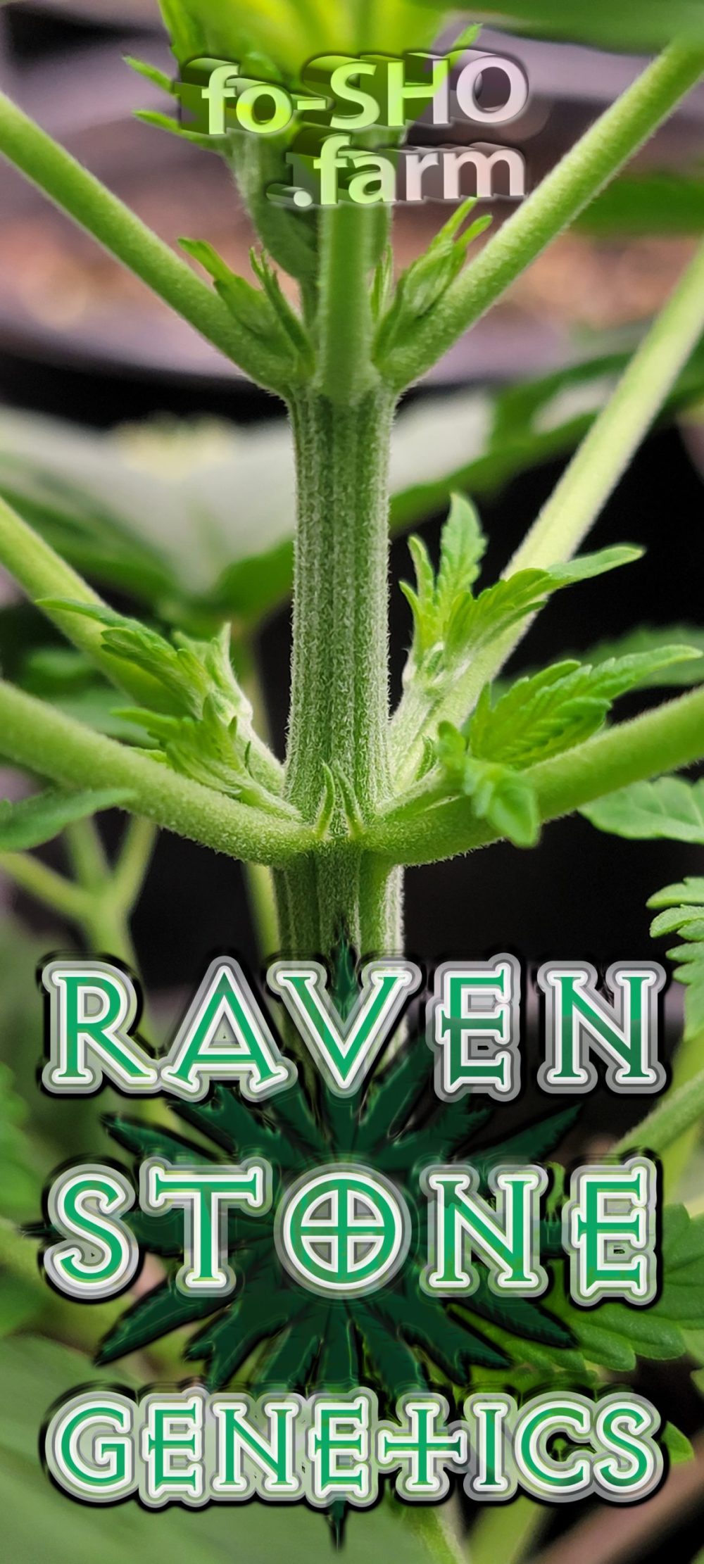 Tetraploid Cannabis Plant