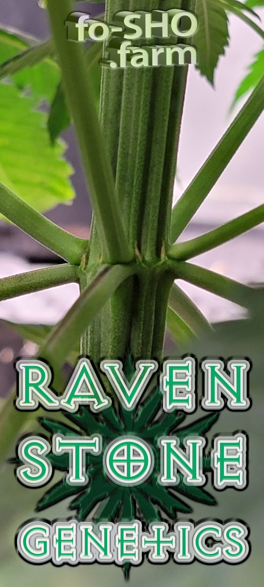 Tetraploid Cannabis Plant - Iced-Cake2