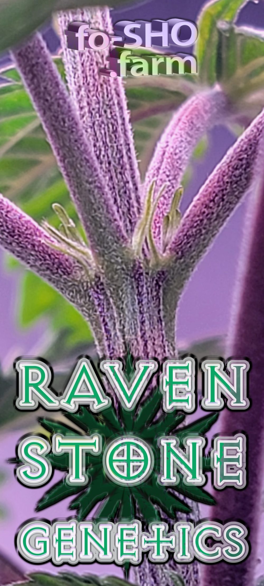 Tetraploid Cannabis Plant - Oreoz