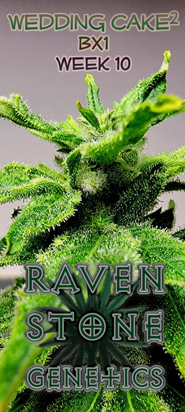 Wedding Cake Cannabis Strain