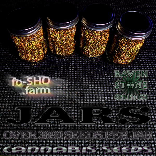 JARS of CANNABIS SEEDS