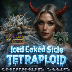 Iced Caked Sicle TETRAPLOID = DIPLOID + HEXAPLOID Cannabis Seeds