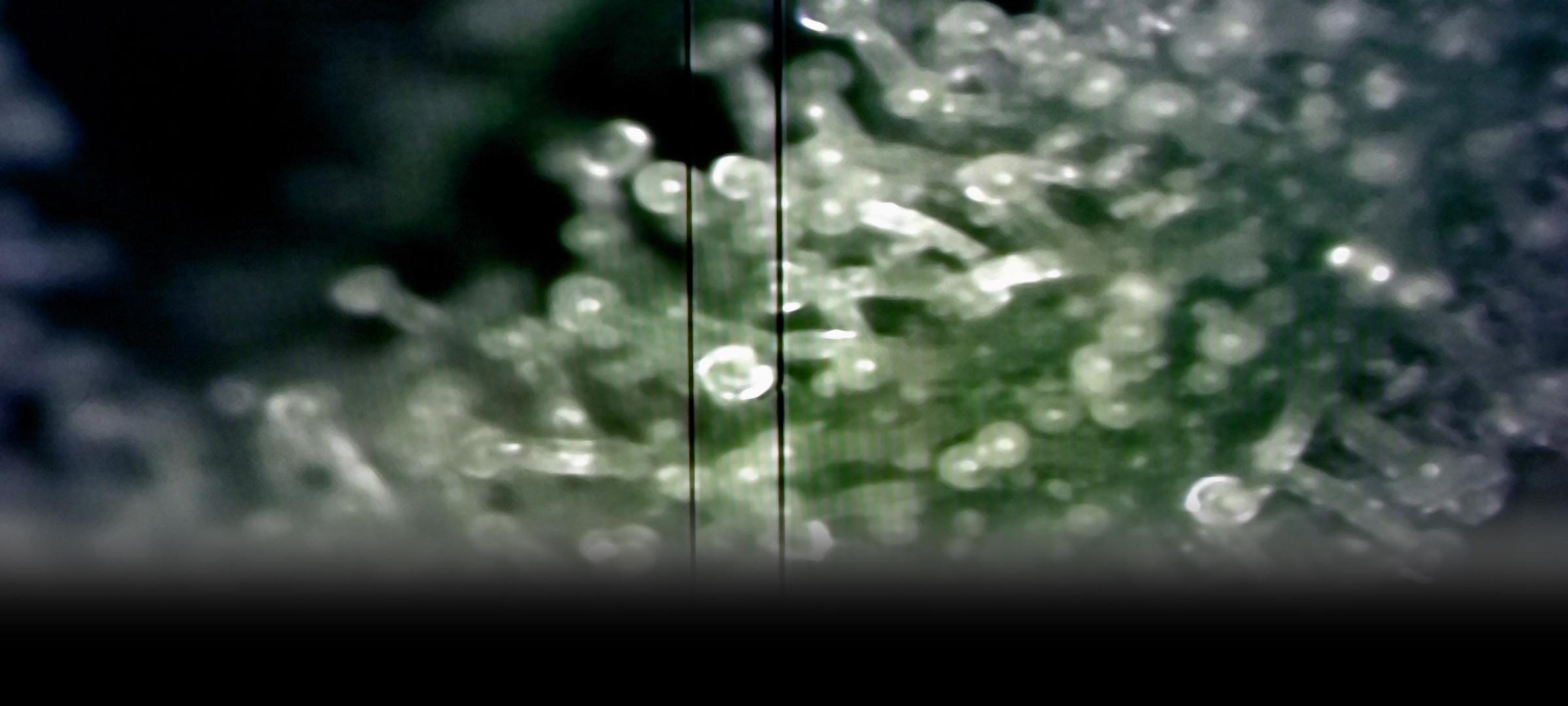 Featured Cannabis Seeds