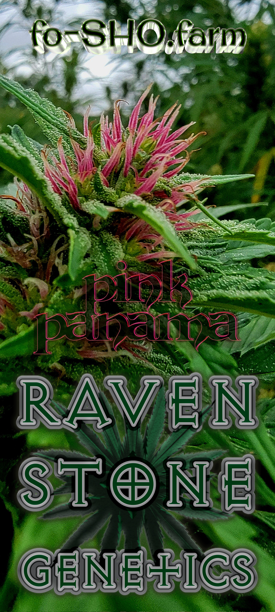Pink Panama Cannabis Seeds