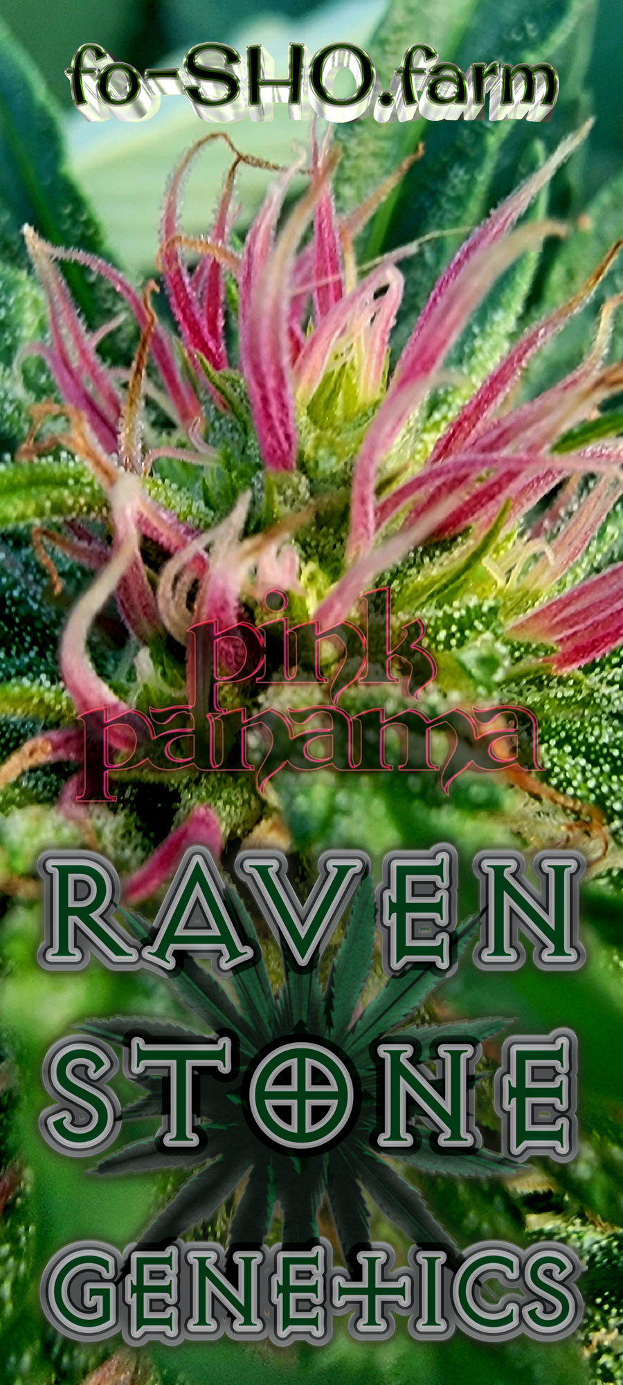 Pink Panama Cannabis Seeds