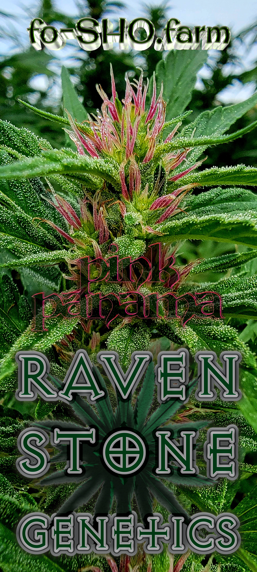 Pink Panama Cannabis Seeds