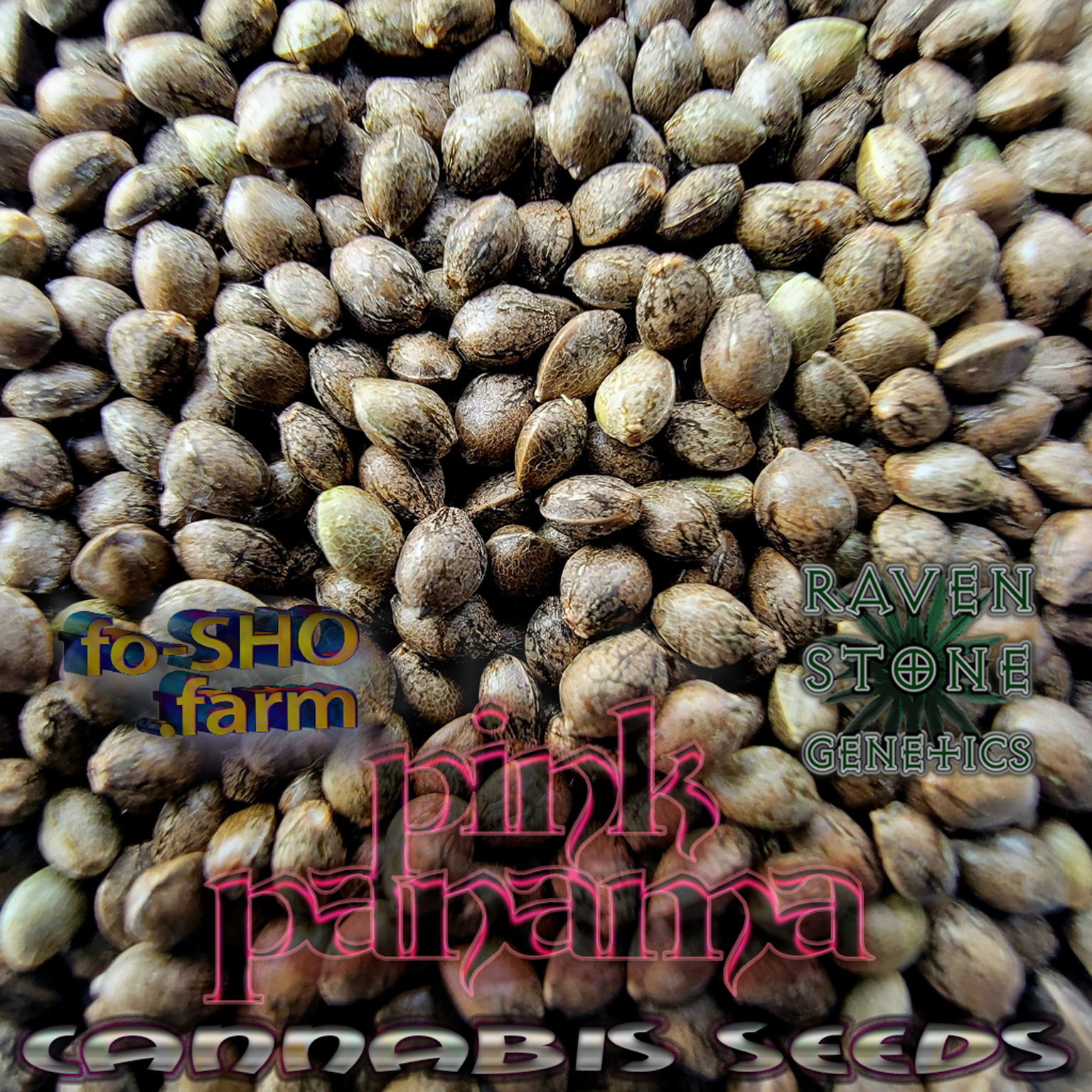 Pink Panama Cannabis Seeds