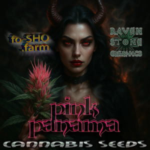 Pink Panama Cannabis Seeds