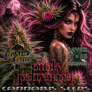 Pink Panama Cannabis Seeds