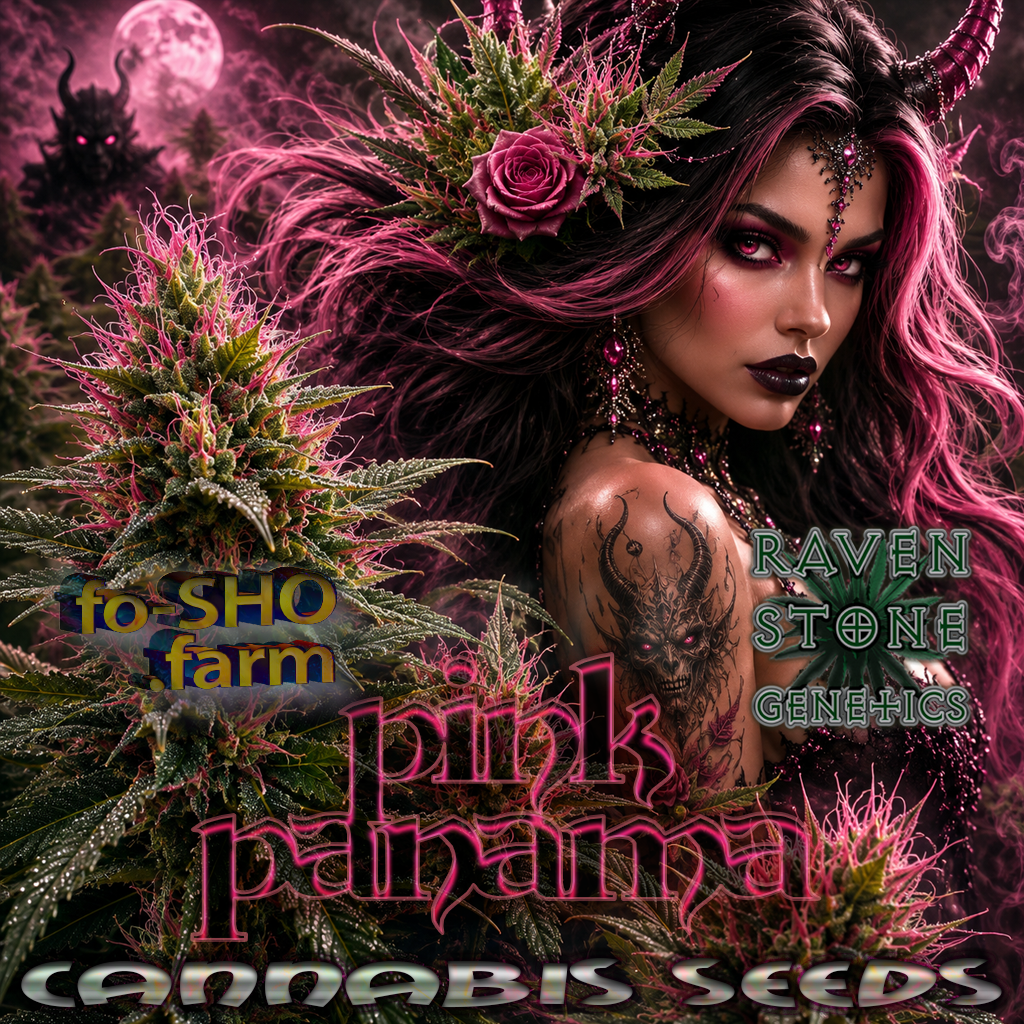 Pink Panama Cannabis Seeds