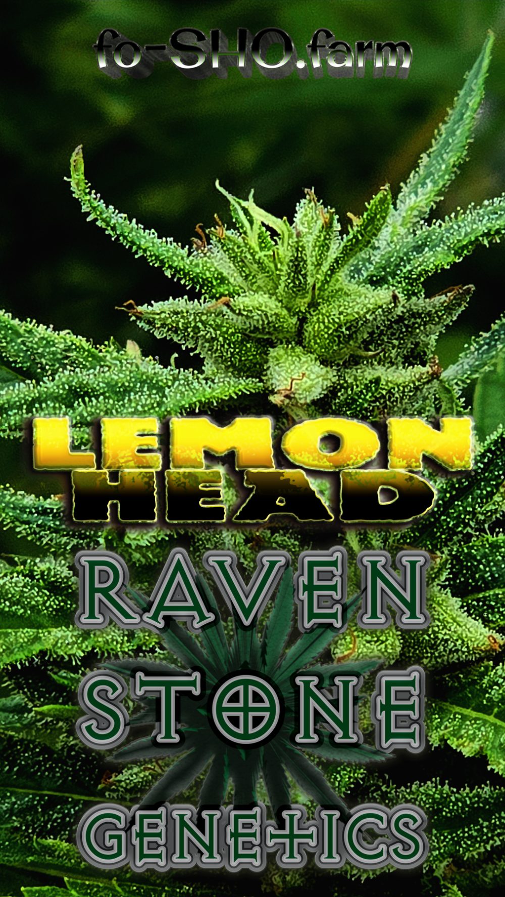 LEMON HEAD Cannabis Seeds - Image 2