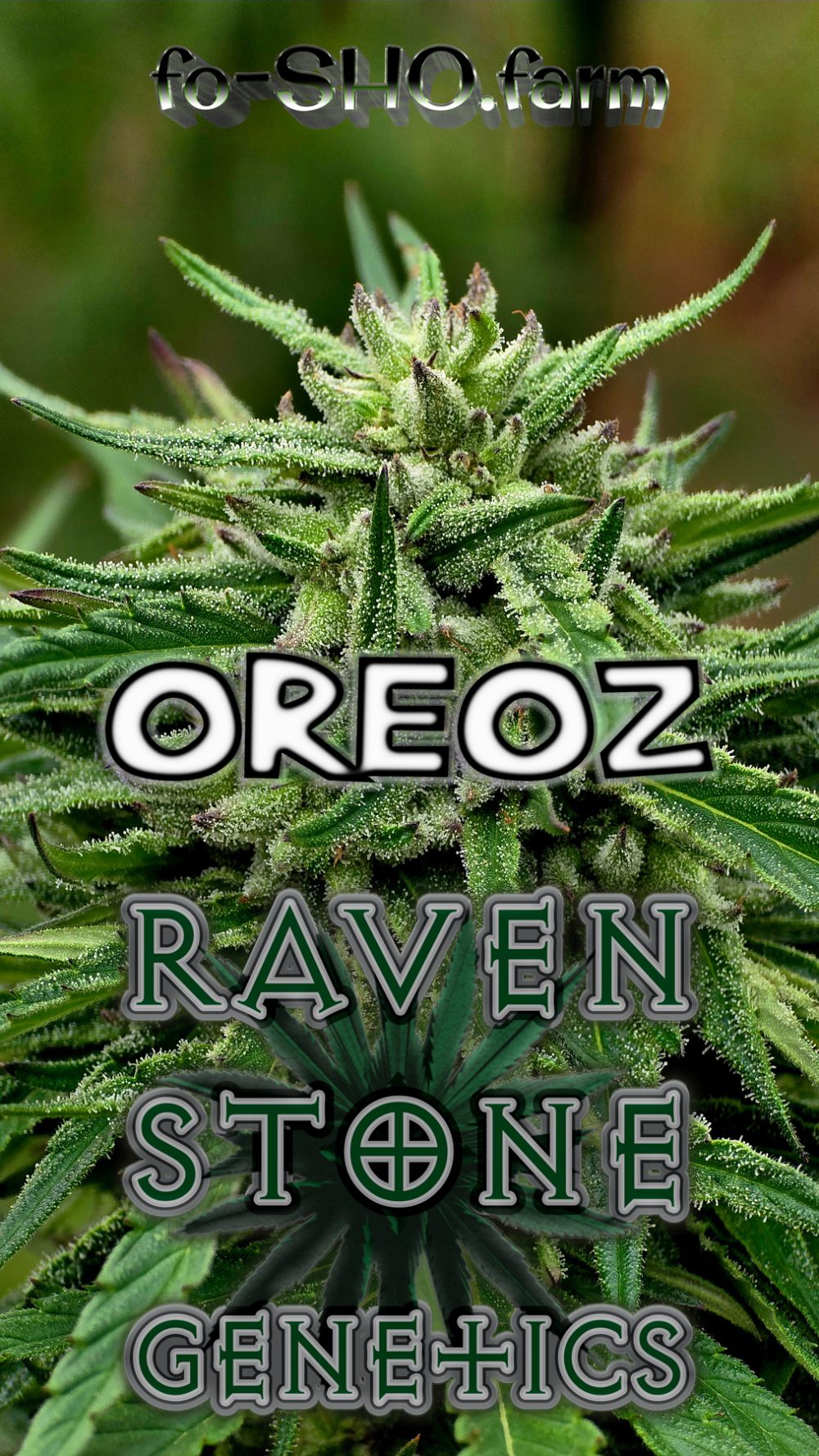 OREOZ Cannabis Seeds - Image 2