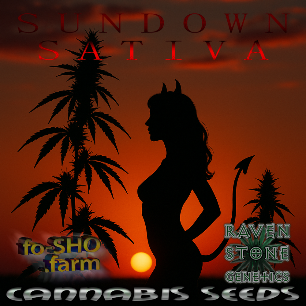 SUNDOWN SATIVA Cannabis Seeds