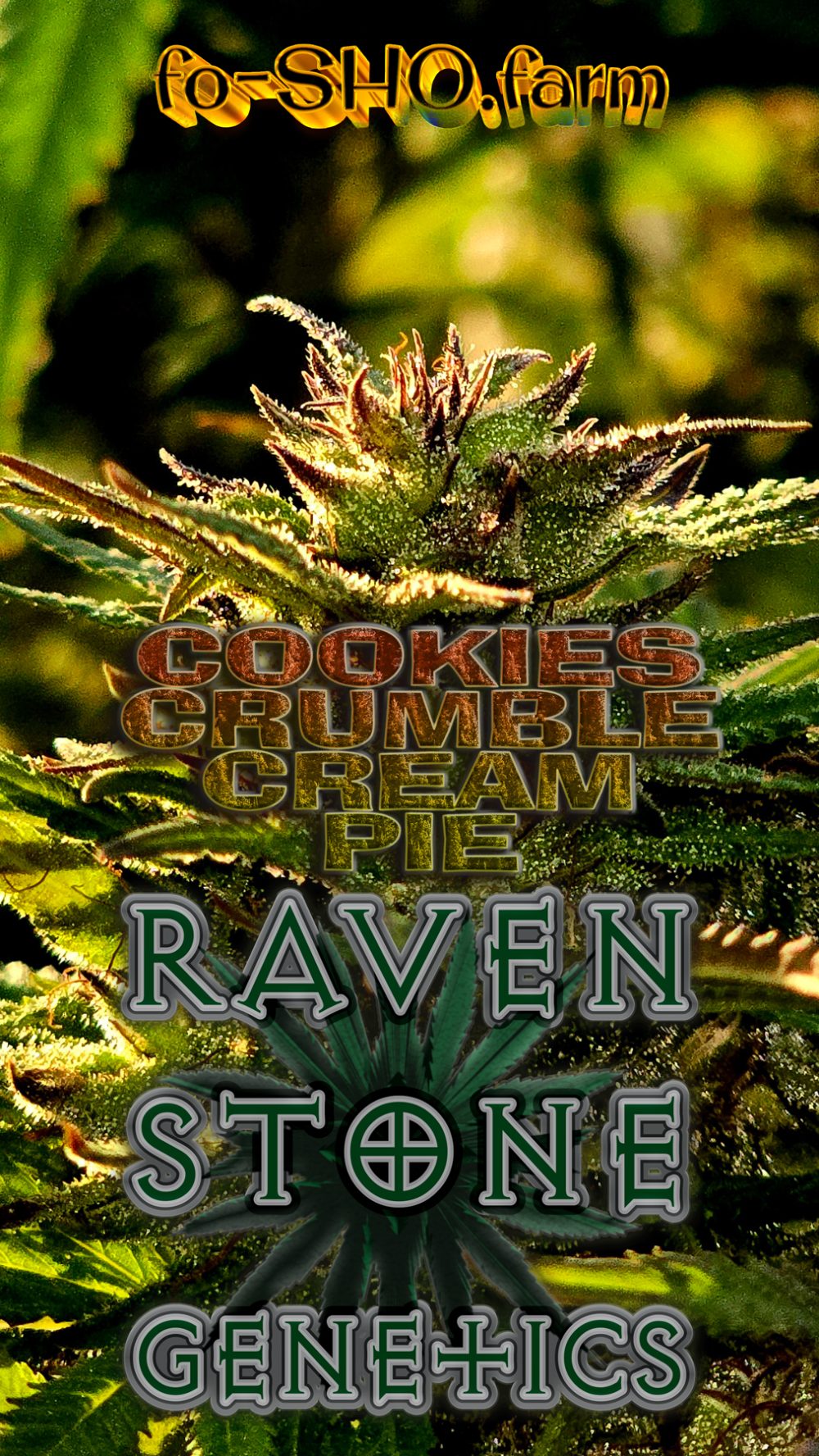 COOKIES CRUMBLE CREAM PIE Cannabis Seeds - Image 2