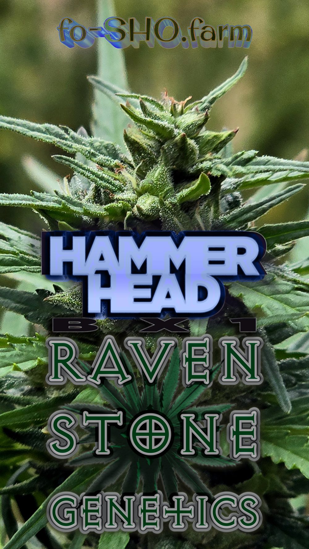 HAMMER HEAD BX1 Cannabis Seeds - Image 2