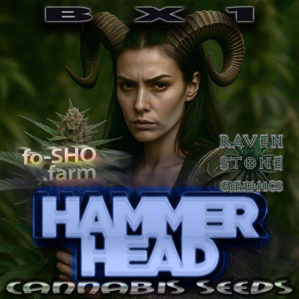 HAMMER HEAD BX1 Cannabis Seeds