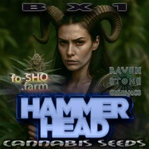 HAMMER HEAD BX1 Cannabis Seeds