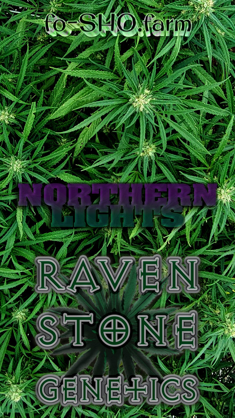 NORTHERN LIGHTS Cannabis Seeds - Image 3